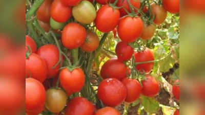 Tomato Price: टमाटर की कीमतें शीघ्र घटेंगी, जानिए सरकार का क्या है कहना