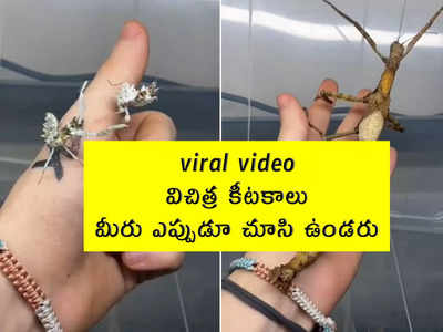 viral video: విచిత్ర కీటకాలు.. మీరు ఎప్పుడూ చూసి ఉండరు