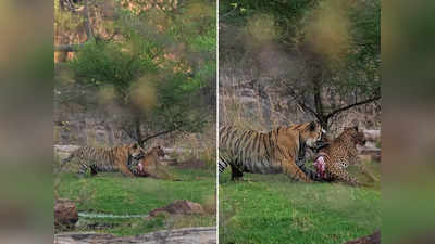 टाइगर ने किया तेंदुए का शिकार, कैमरे में कैद हुआ जंगल का दुर्लभ नजारा