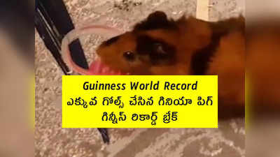 Guinness World Record: ఎక్కువ గోల్స్ చేసిన గినియా పిగ్.. గిన్నీస్ రికార్డ్ బ్రేక్