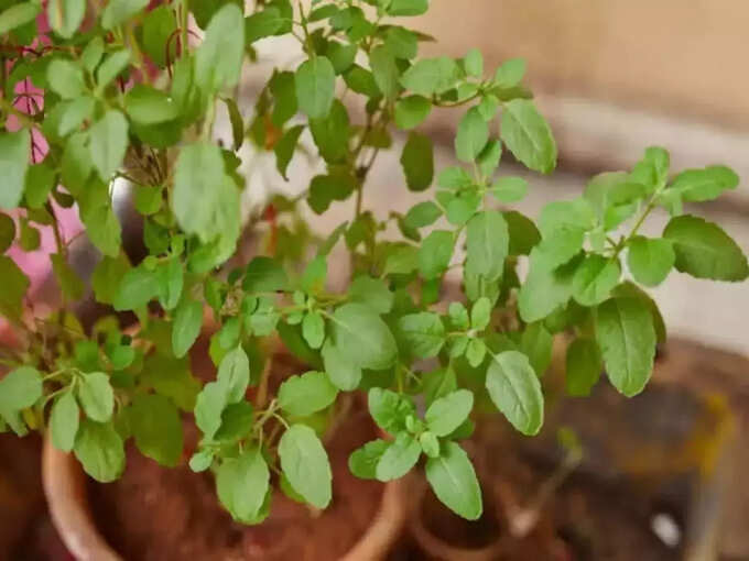 ​ತುಳಸಿ ಗಿಡ ಒಣಗುವುದು