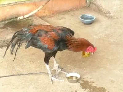 अट्टल दारूडा कोंबडा!, दारू प्यायल्याशिवाय घशाखाली जात नाही अन्न-पाणी