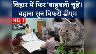 Nawada News : अब बिहार के चूहों ने कर दिया नया कांड, डीएम ने नगर परिषद के अफसरों की बात सुन पीट लिया माथा!