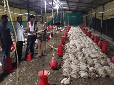 महावितरणकडून वीजपुरवठा अचानक खंडित; २ हजार कोंबड्यांचा तडफडून मृत्यू