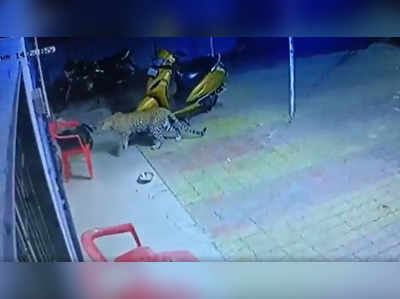 CCTV: ડાંગ જિલ્લાના સાપુતારામાં પહેલીવાર છેક આટલે સુધી આવી ગયો દીપડો 