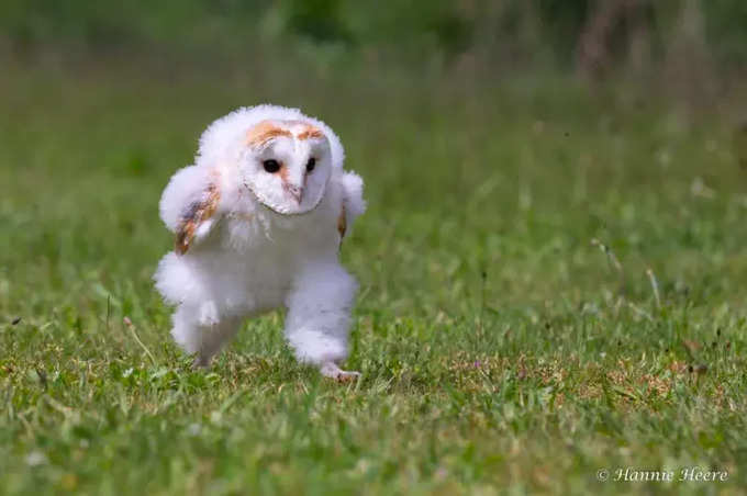 పరుగెడుతున్న బేబీ బార్న్ గుడ్లగూబ (baby barn owl)