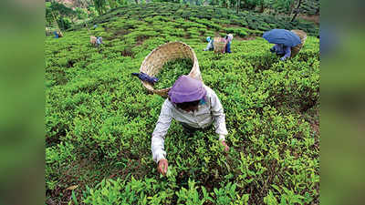 Indian Tea: गेहूं के बाद अब चायपत्ती के निर्यात पर संकट, इस वजह से लौटाया जा रहा है
