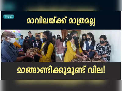 മാവിലയ്ക്ക് മാത്രമല്ല,  മാങ്ങാണ്ടിക്കുമുണ്ട് വില!