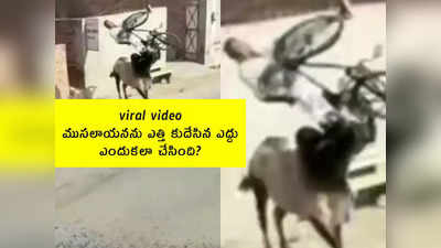 viral video: ముసలాయనను ఎత్తి కుదేసిన ఎద్దు.. ఎందుకలా చేసింది?