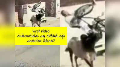 viral video: ముసలాయనను ఎత్తి కుదేసిన ఎద్దు.. ఎందుకలా చేసింది? 