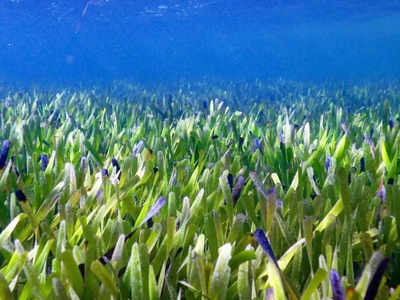 दुनिया का सबसे बड़ा पौधा...अकेले प्लांट ने समुद्र के भीतर बना दिया घास का मैदान, 180 किमी लंबा