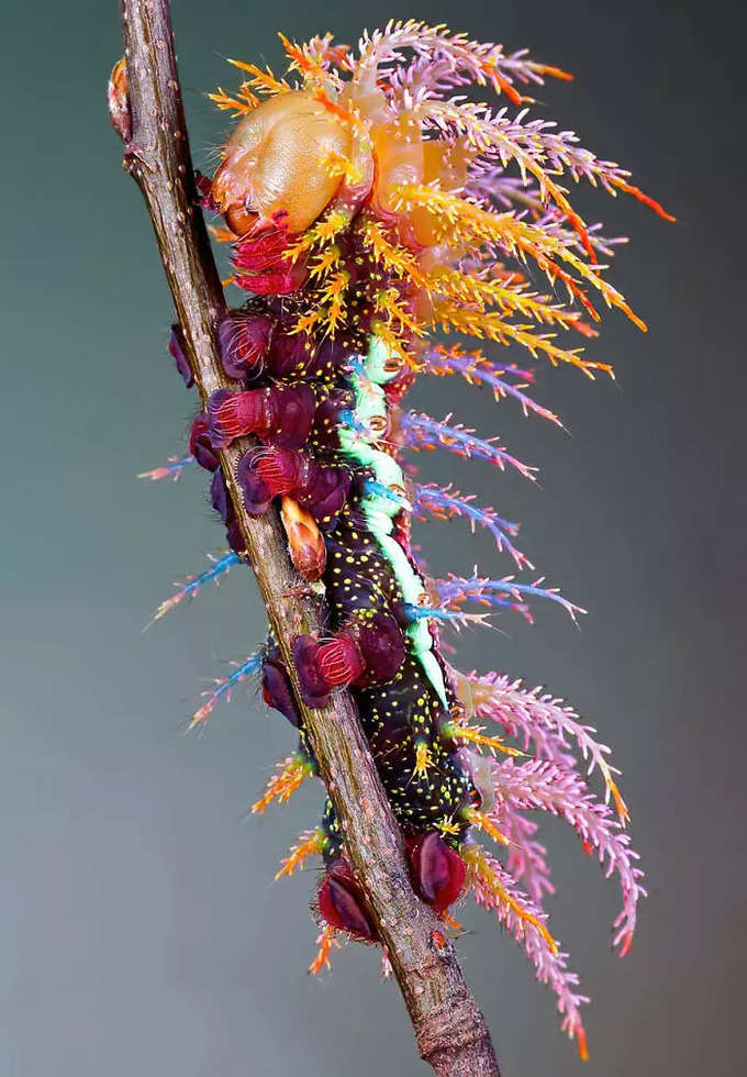 సాటర్నిడాయ్ మోత్ గొంగళిపురుగు (Saturniidae Moth Caterpillar)