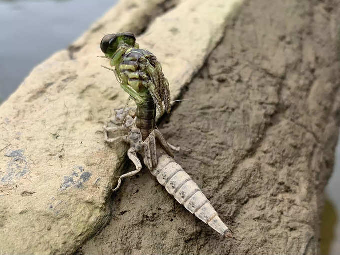 నింఫ్ (Nymph) కాస్తా డ్రాగన్ ఫ్లై (dragonfly)‌గా మారుతోంది