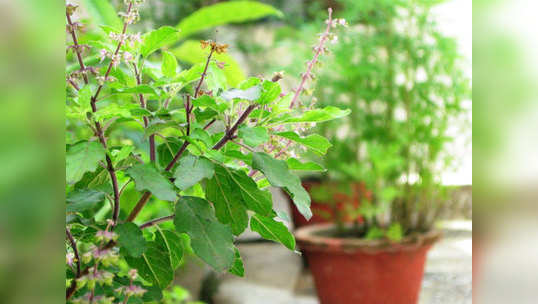Tips for Tulsi : तुलसी के साथ इन पौधों को लगाना बेहद शुभ, बरसती है धन लक्ष्मी की कृपा