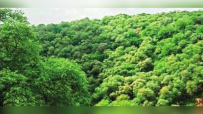 Aravali Forest: अरावली की हरियाली बचाने की मुहिम रंग लाई, NGT ने दिए जांच के आदेश