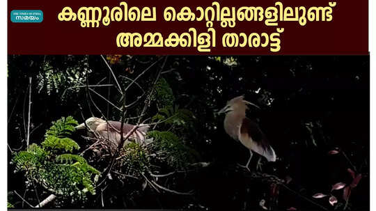 കണ്ണൂരിലെ കൊറ്റില്ലങ്ങളിലുണ്ട് അമ്മക്കിളി താരാട്ട് മഴമരങ്ങള്‍ക്ക് മഴുവീഴുംവരെ വരൂ ഈ പാട്ടുകേള്‍ക്കാം