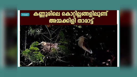 കണ്ണൂരിലെ കൊറ്റില്ലങ്ങളിലുണ്ട് അമ്മക്കിളി താരാട്ട്; മഴമരങ്ങള്‍ക്ക് മഴുവീഴുംവരെ വരൂ... ഈ പാട്ടുകേള്‍ക്കാം, വീഡിയോ കാണാം