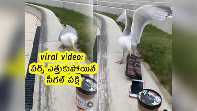 viral video: వామ్మో.. పర్స్ ఎత్తుకుపోయిన సీగల్ పక్షి.. ఇలాగైతే కష్టమే