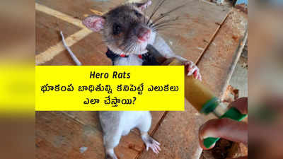 Hero Rats: భూకంప బాధితుల్ని కనిపెట్టే ఎలుకలు.. ఎలా చేస్తాయి?