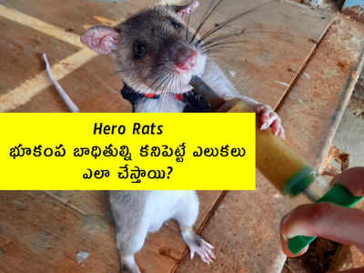 Hero Rats: భూకంప బాధితుల్ని కనిపెట్టే ఎలుకలు.. ఎలా చేస్తాయి?