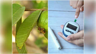 Guava Leaves Benefits: ডায়াবিটিস থেকে চুলের স্বাস্থ্য ভালো রাখতে পারে পেয়ারা পাতা! জানুন