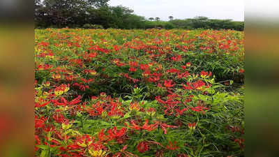 செங்காந்தள் விதைக்கு விலை நிர்ணயம்; முக்கிய எம்.பி-க்களுடன் ஆலோசனை!