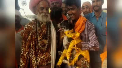 Hamirpur News: मंदिर में कुत्ते और कुतिया की हिंदू रीति रिवाज से कराई शादी, पांच सौ गांव वाले बने बाराती