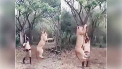 Viral Video: बंदे ने शेर के साथ की ऐसी मजेदार ट्रिक, वो पल भर में बिल्ली बन गया!