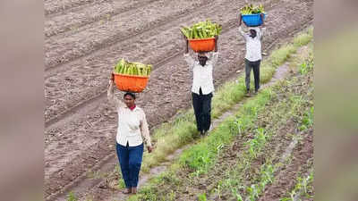 ಸಾವಯವ ತೋಟಗಾರಿಕೆಯಲ್ಲಿ ಸಾಧನೆ: ಈ ರೈತ ಎಲ್ಲರಿಗೂ ಮಾದರಿ