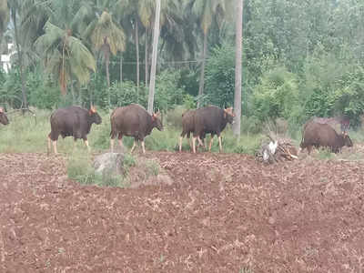 ஊருக்குள் படையெடுக்கும் காட்டெருமைகள்... உயிரை கையில் பிடித்து ஓடும் தருமபுரி மக்கள்!