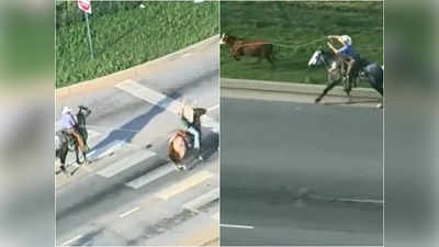 अमेरिका: हाइवे पर दौड़ रही गाय को देसी तरीके से पकड़ा, Cowboys का जुगाड़ू वीडियो वायरल