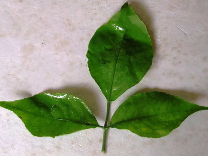 Bilva Leaf