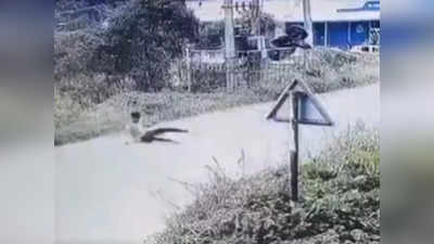 Viral Video: ಅಬ್ಬಬ್ಬಾ! ಬಿದ್ದ ರಭಸಕ್ಕೆ ಟ್ರಾನ್ಸ್‌ಫಾರ್ಮರ್ ಬೇಲಿಯಲ್ಲಿ ಸಿಕ್ಕಾಕಿಕೊಂಡು ನೇತಾಡಿದ ಬೈಕ್!