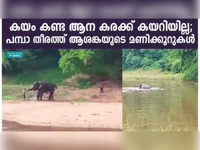 കയം കണ്ട ആന കരക്ക് കയറിയില്ല; പമ്പാ തീരത്ത് ആശങ്കയുടെ മണിക്കൂറുകൾ