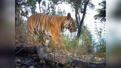 राज्यातील दहा धोकाग्रस्त अधिवास जाहीर