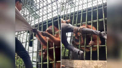 पिंजरे में कैद Orangutan को छेड़ा, उसने 32 सेकंड में बंदे को सबक सीखा दिया