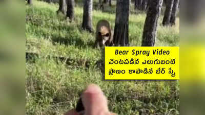 Bear Spray Video: వెంటపడిన ఎలుగుబంటి.. ప్రాణం కాపాడిన స్ప్రే