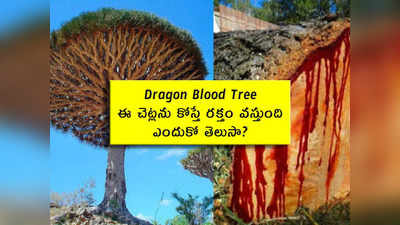 Dragon Blood Tree: ఈ చెట్లను కోస్తే రక్తం వస్తుంది.. ఎందుకో తెలుసా?