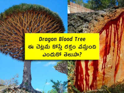Dragon Blood Tree: ఈ చెట్లను కోస్తే రక్తం వస్తుంది.. ఎందుకో తెలుసా?