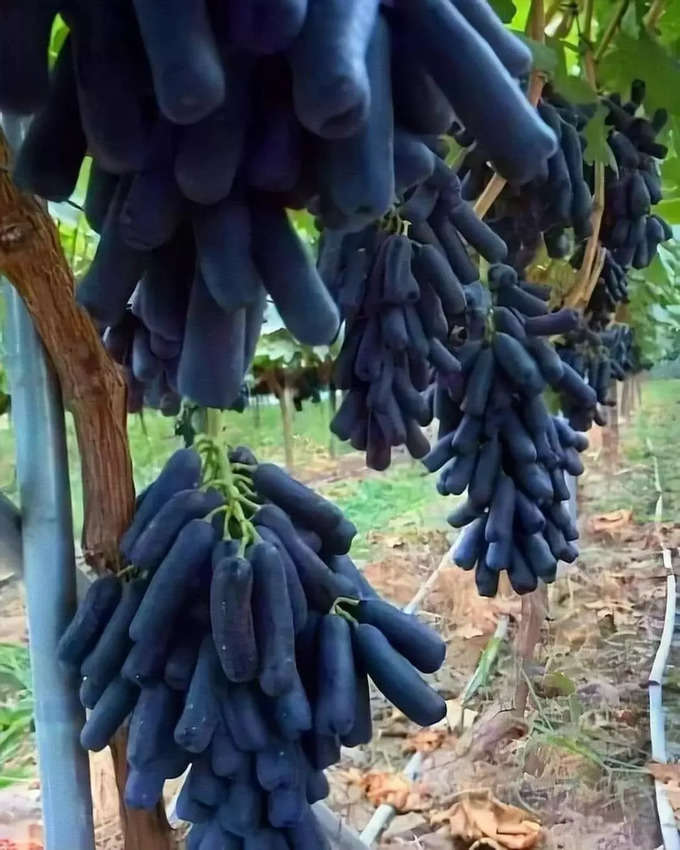 సిరియాలో నల్ల ద్రాక్ష (Black Sapphire grapes)