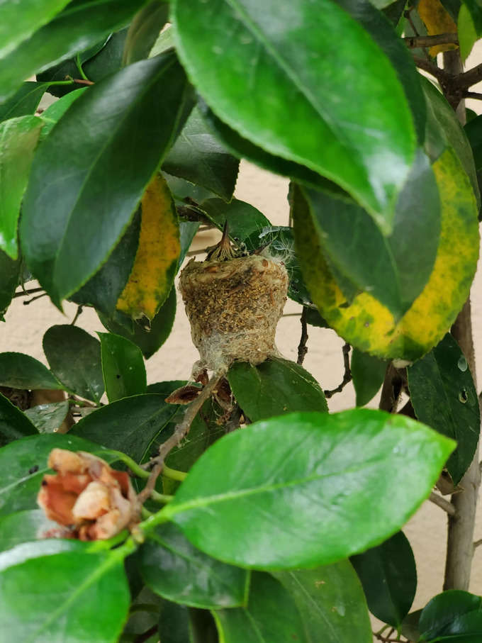 నేను పనిచేసే చోట హమ్మింగ్ బర్డ్ (hummingbird) కట్టుకున్న గూడును చూశాను