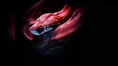 Dream about Snakes: স্বপ্নে সাপ দেখছেন? জানুন এর কী ব্য়াখ্যা হতে পারে