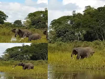 കുട്ടി ആനയെ ഉപദ്രവിച്ച ചീങ്കണിയെ ചവിട്ടിയെറിഞ്ഞ് തള്ള ആന; വൈറലായി വീഡിയോ