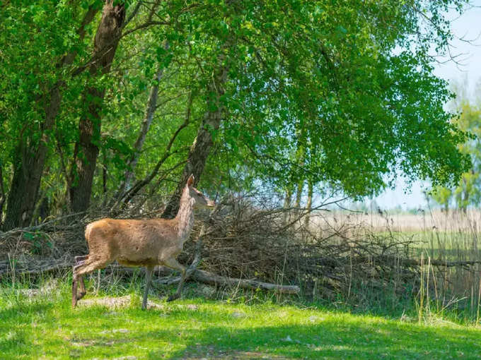 ​डियर पार्क -  Deer Park