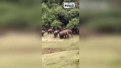 ஆழியார் அணை; முகாமிட்ட காட்டு யானைகள்; வனத்துறையினர் கண்காணிப்பு!