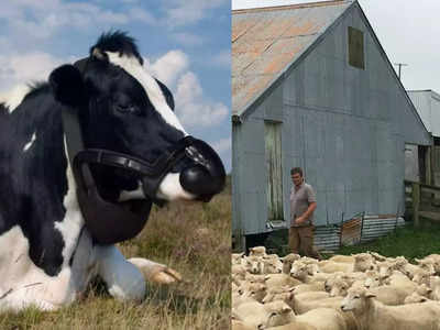 गाय-भेड़ों ने ली डकार तो किसानों को करनी होगी जेब ढीली, न्यूजीलैंड वसूलेगा टैक्स, जानें पूरा मामला