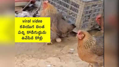 viral video: కలియుగ వింత.. పచ్చి కోడిగుడ్డును తినేసిన కోళ్లు