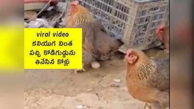 viral video: కలియుగ వింత.. పచ్చి కోడిగుడ్డును తినేసిన కోళ్లు 