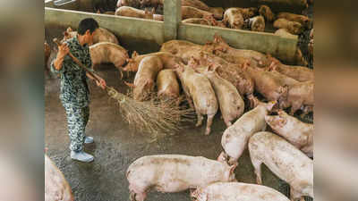 Mizoram-এর পর এবার মণিপুরেও African swine fever-এর প্রকোপ