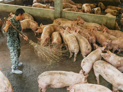 Mizoram-এর পর এবার মণিপুরেও African swine fever-এর প্রকোপ